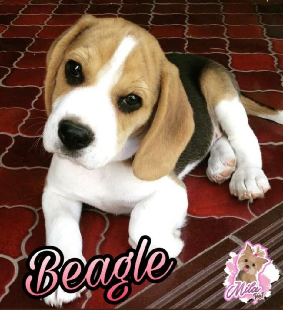 Beagle Inigualable Divinos