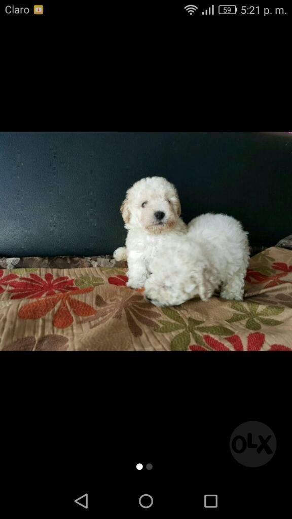 Bellos French Poodle
