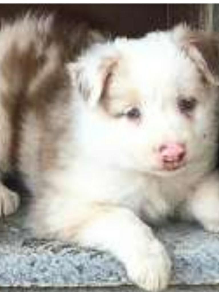 Border Collie