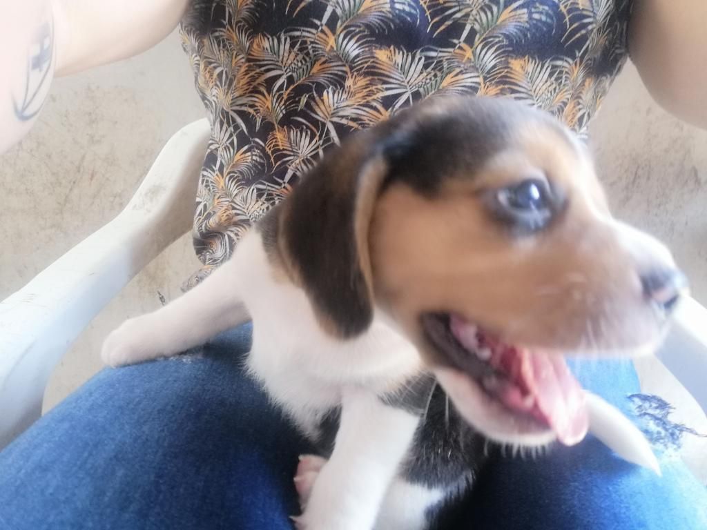 Cachorro Beagle Medellín