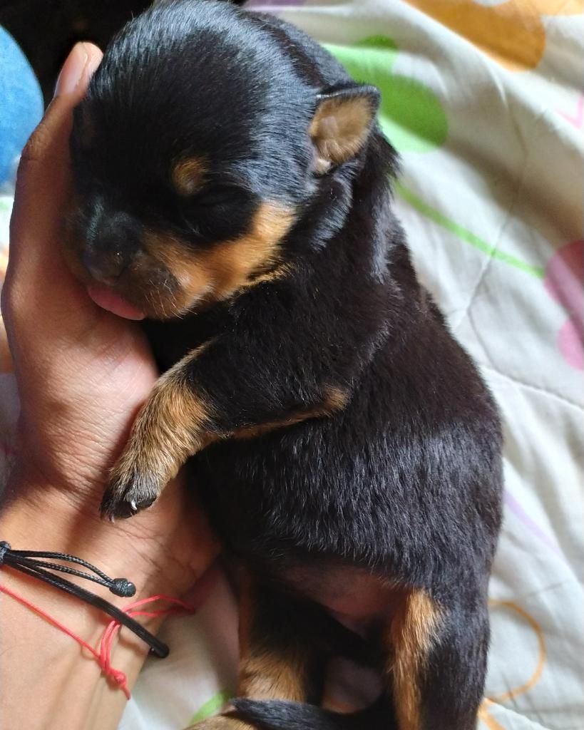 Cachorros Rottwailer - Rottweiler Top