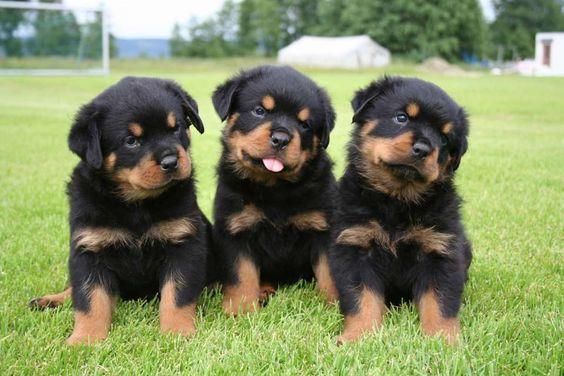 *ESTUPENDOS ROTTWEILER A LA VENTA *