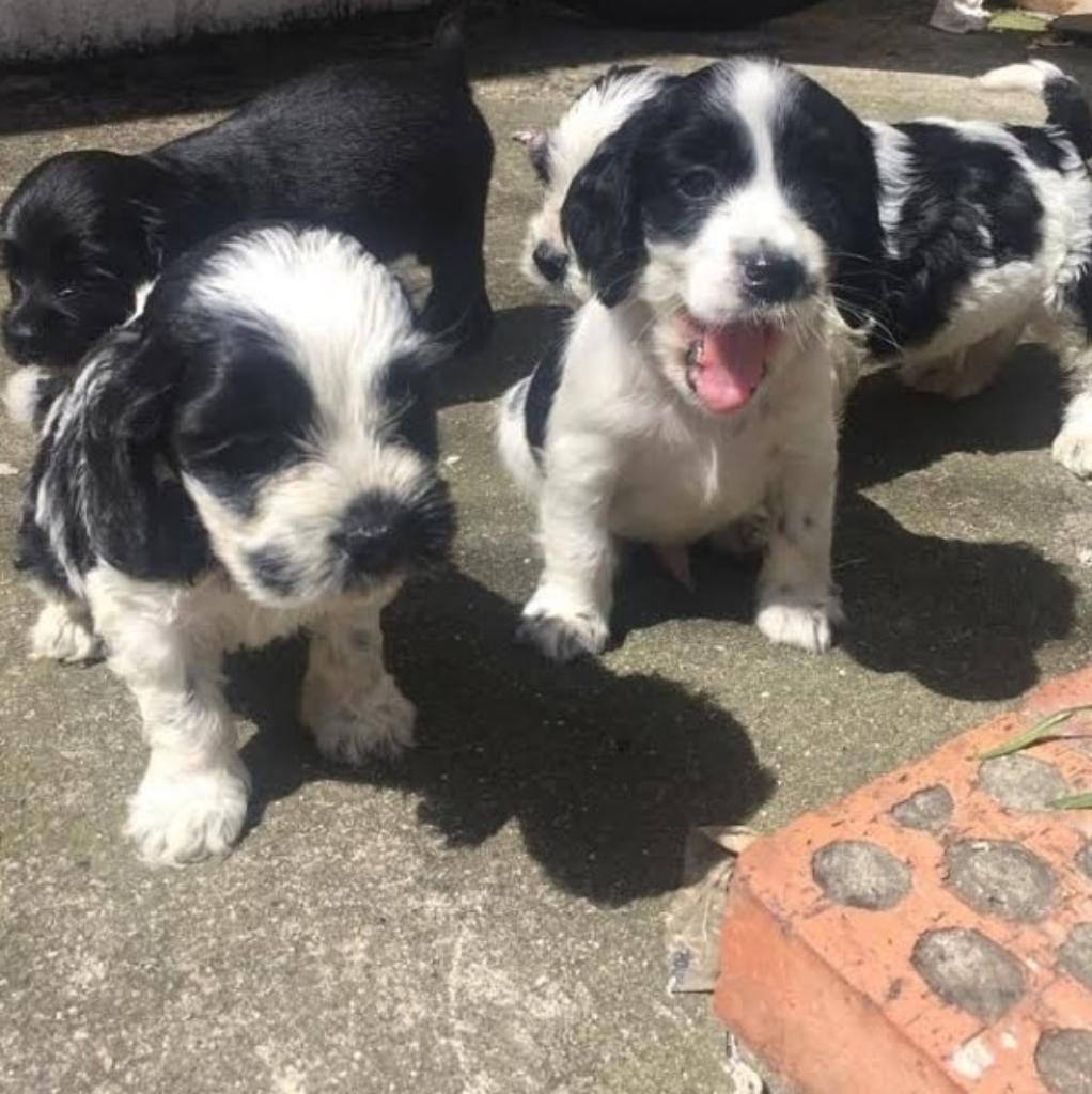 Espectaculares Cocker Spaniel