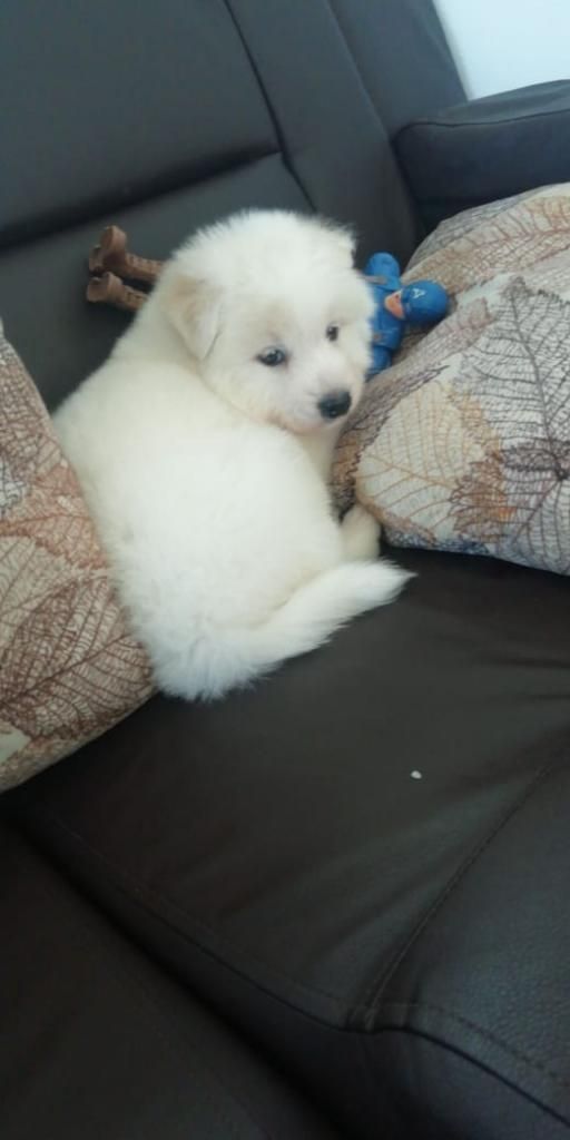 Hermoso Samoyedos