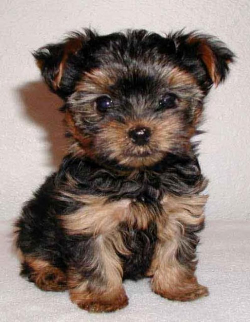 Hermoso Yorkshire Terrier