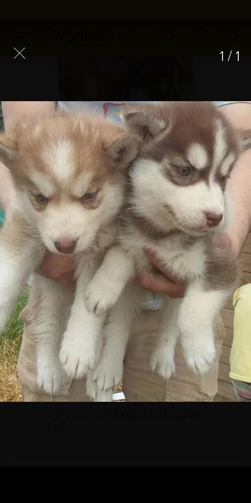 Hermosos Husky