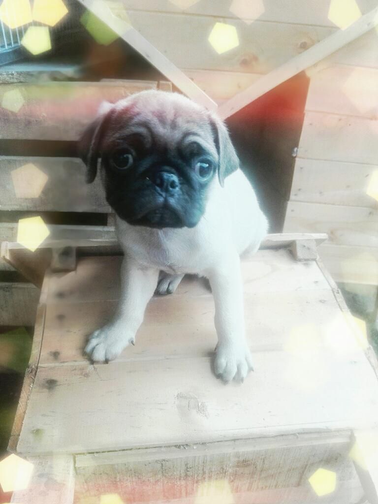 Hermosos Pugs Disponibles