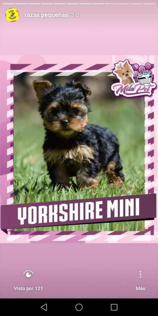 Mini Yorkshire Pet