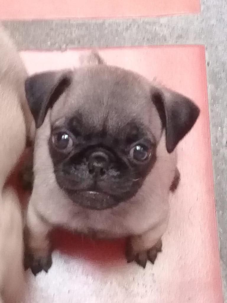 Perro Pug 2 meses