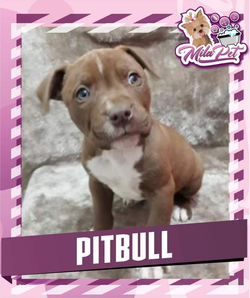 Pitbull Únicos