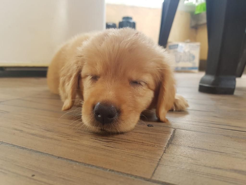 Retriever Golden