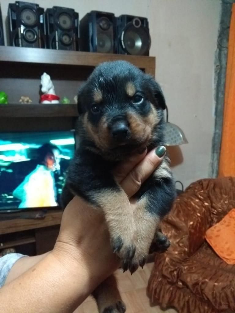 Rottweiler cachorro raza comprobada