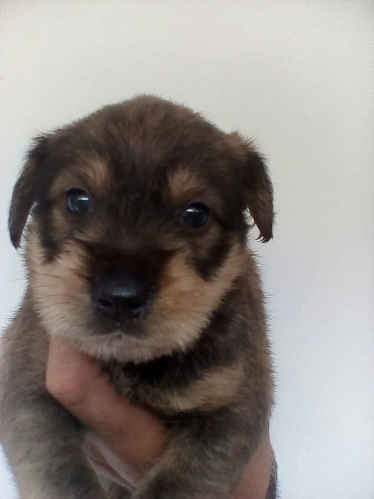 Schnauzer a La Venta