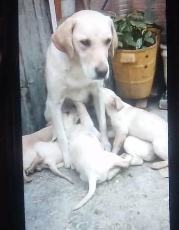 Se Venden Cachorros Labradores