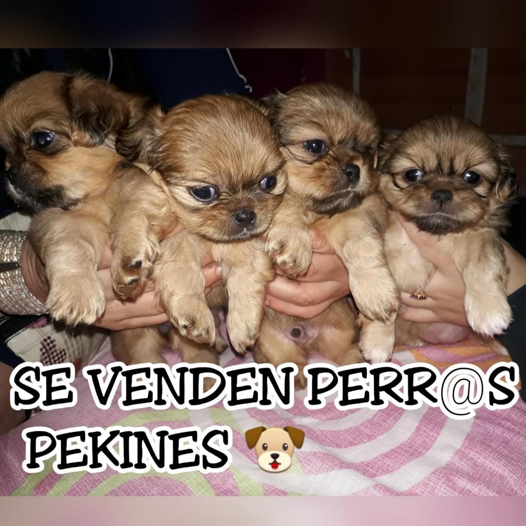 Se venden cachorrs pequines