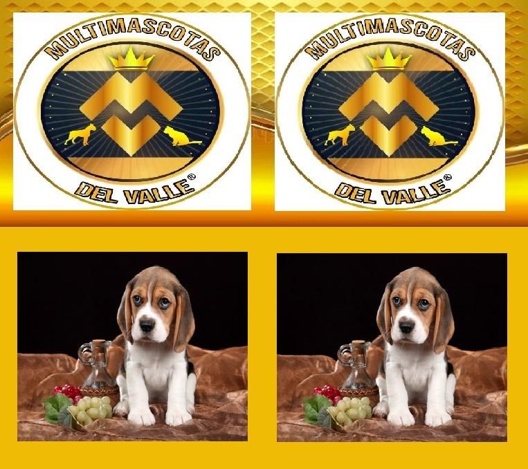 TIENDA DE MASCOTAS EN CALI OFRECE BEAGLE CACHORRO CON ENVIO