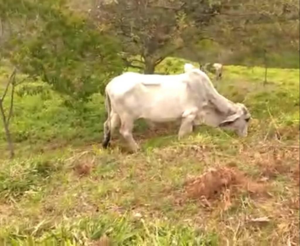 Vendo 9 Terneros Brahman