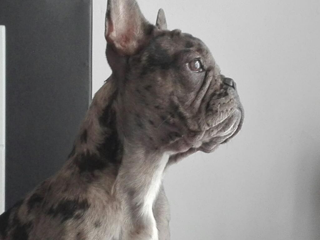 Vendo Buldog Francés Hembra 4 Meses