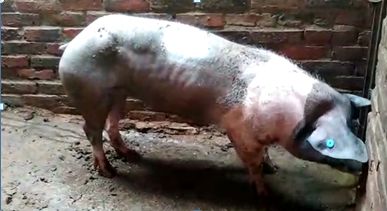 Vendo Cerdos en pie de 6, 7 y 8 arrobas Suesca Cundinamarca
