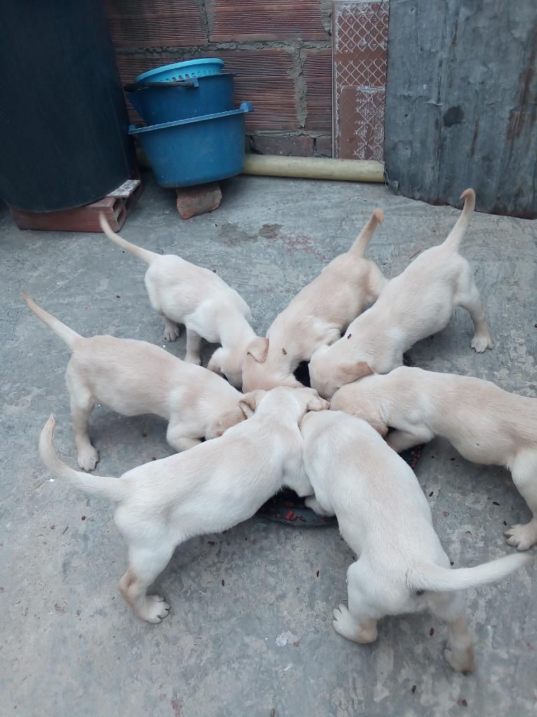 Venta de Cachorros Labradores