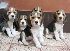 activos beagle mini