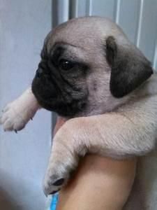 bellos pug mini