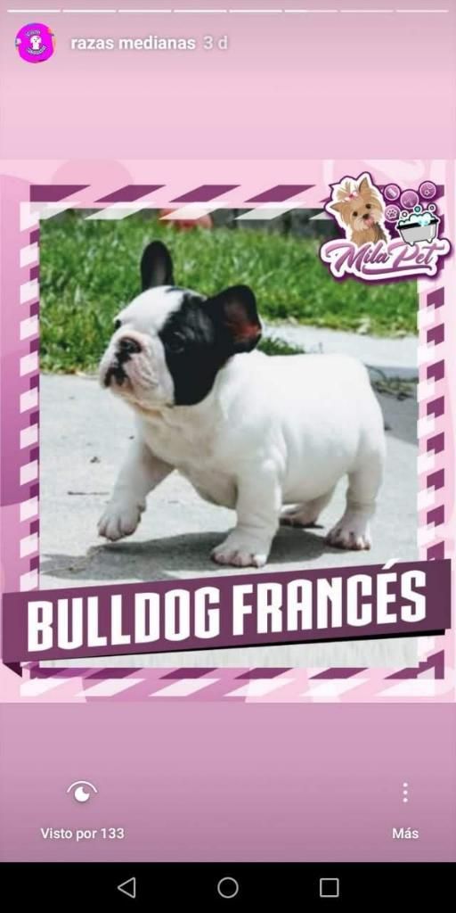 Únicos Bulldog Francés