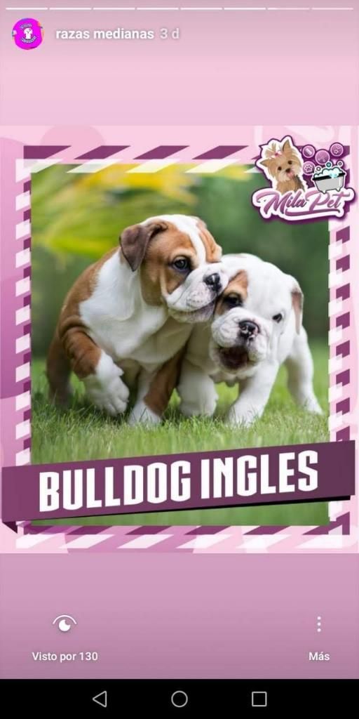 Únicos Bulldog Inglés