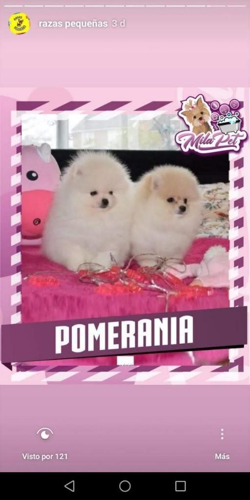 Únicos Pomeranias