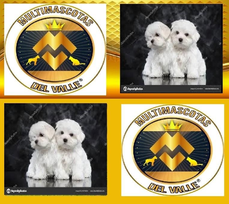 EN VENTA PERRITOS BICHON MALTES EN VENTA