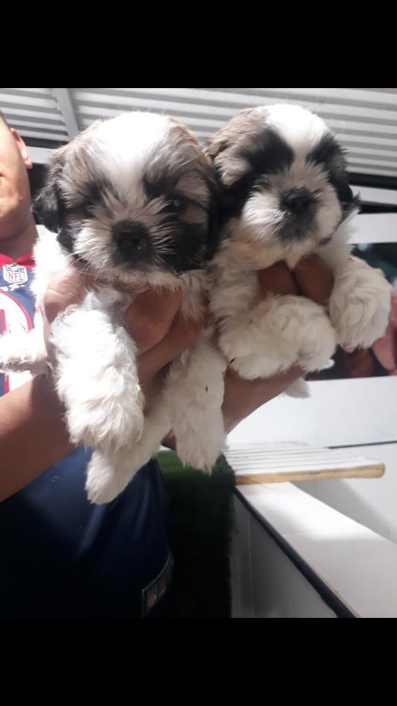 Encantadores Shih Tzu Disponibles