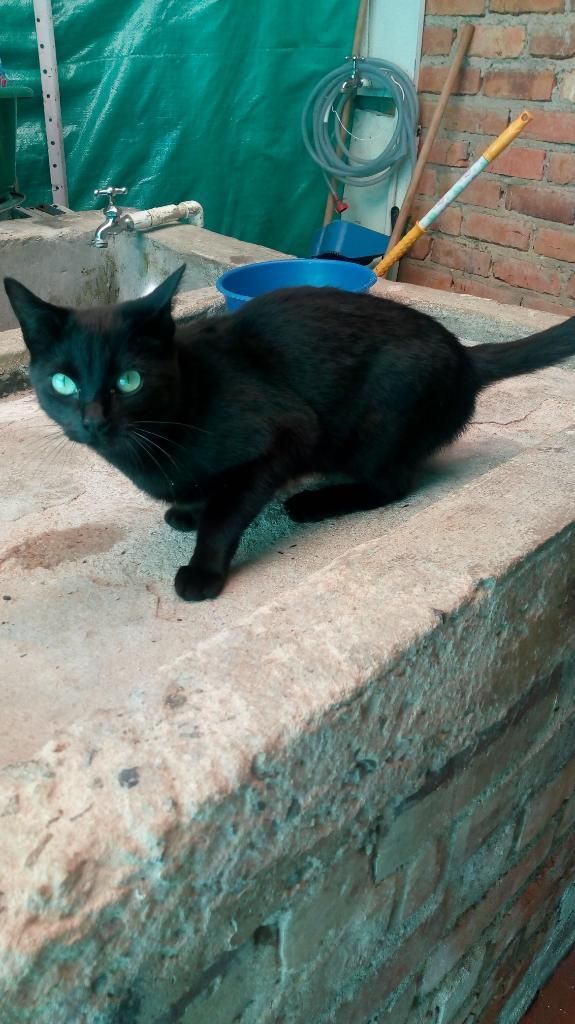 Gatitos en Adopción