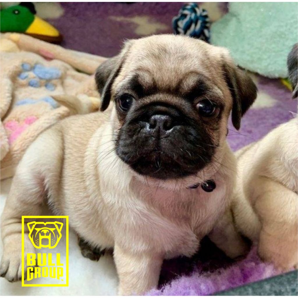 HERMOSOS CACHORRITOS PUG CARLINOS NIÑOS Y NIÑAS LISTOS