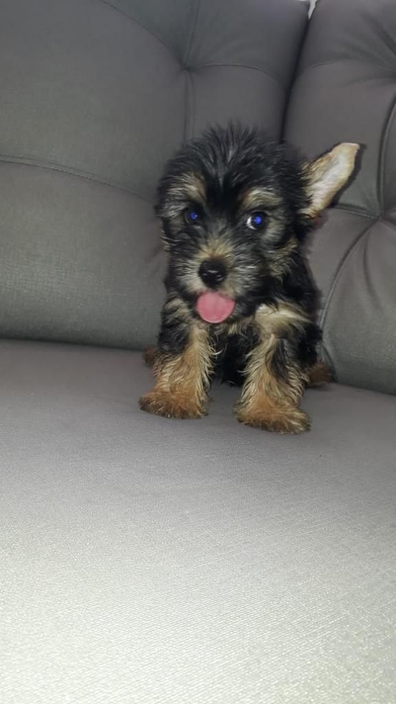 Hermoso Yorkshire Terrier