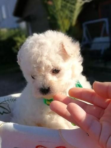 Perritos French Poodle Mini Mini Toy