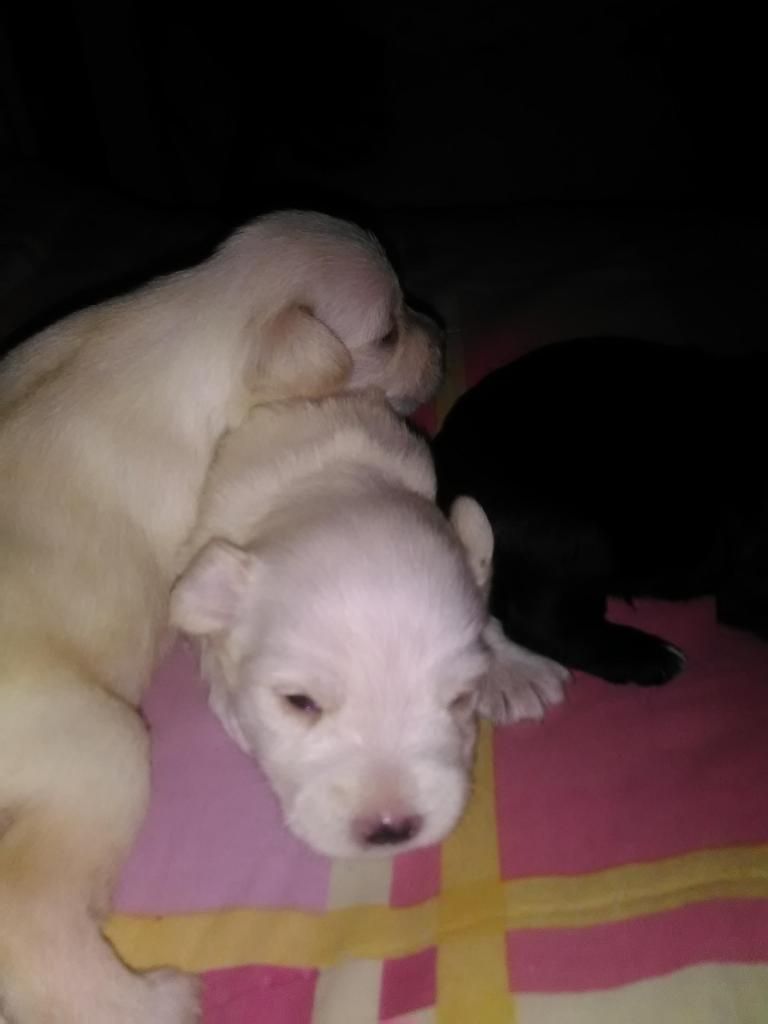 Schnauzer albinos originales