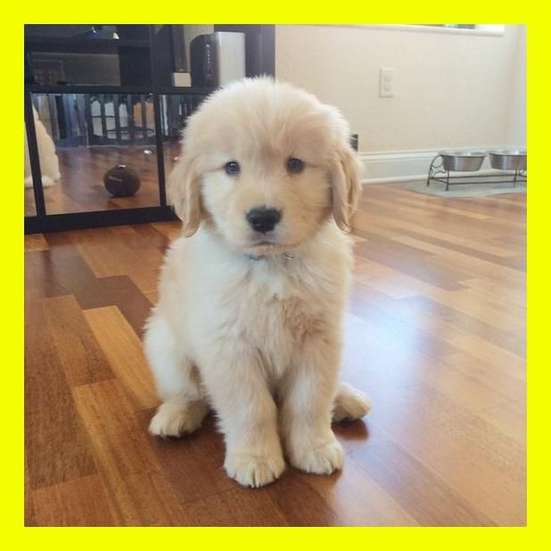 TIENDA DE MASCOTAS VENDE GOLDEN RETRIEVER CON ENVIO A BOGOTA