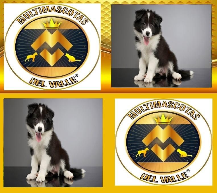 BORDER COLLIE MACHOS Y HEMBRAS EN VENTA E4