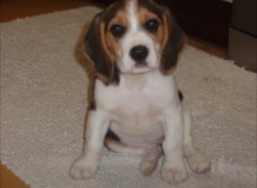 Beagle Tricolor Cachorrita