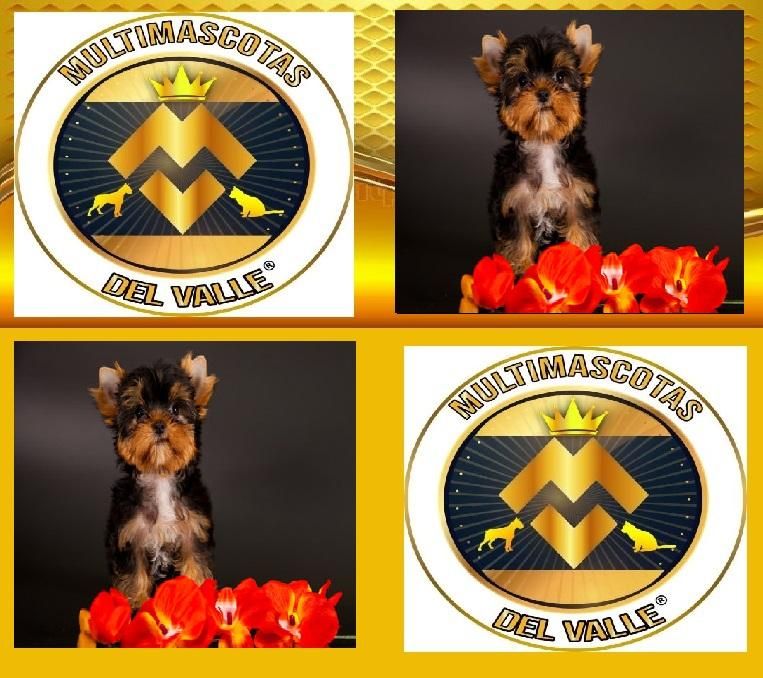 CACHORRITOS YORKSHIRE TERRIER,FOR SALE