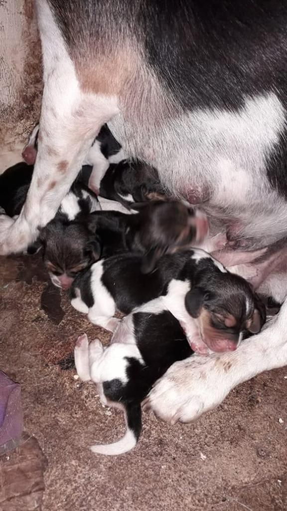 CACHORROS BEAGLE