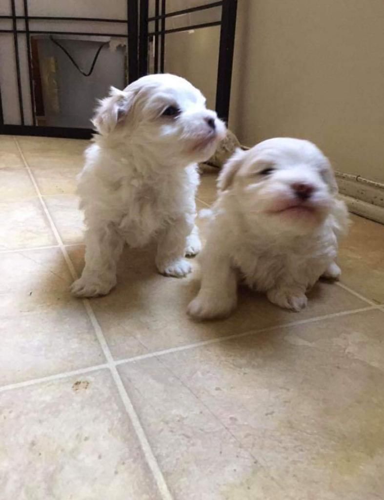 Cachorros Maltés