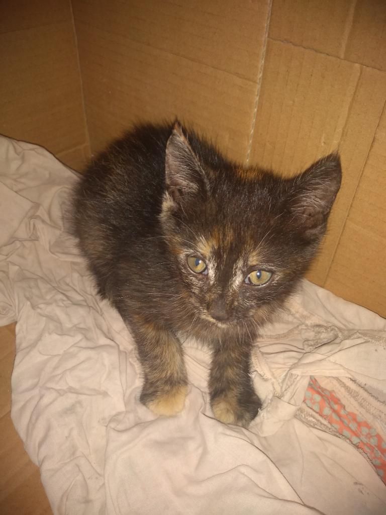 Gatica en Adopción