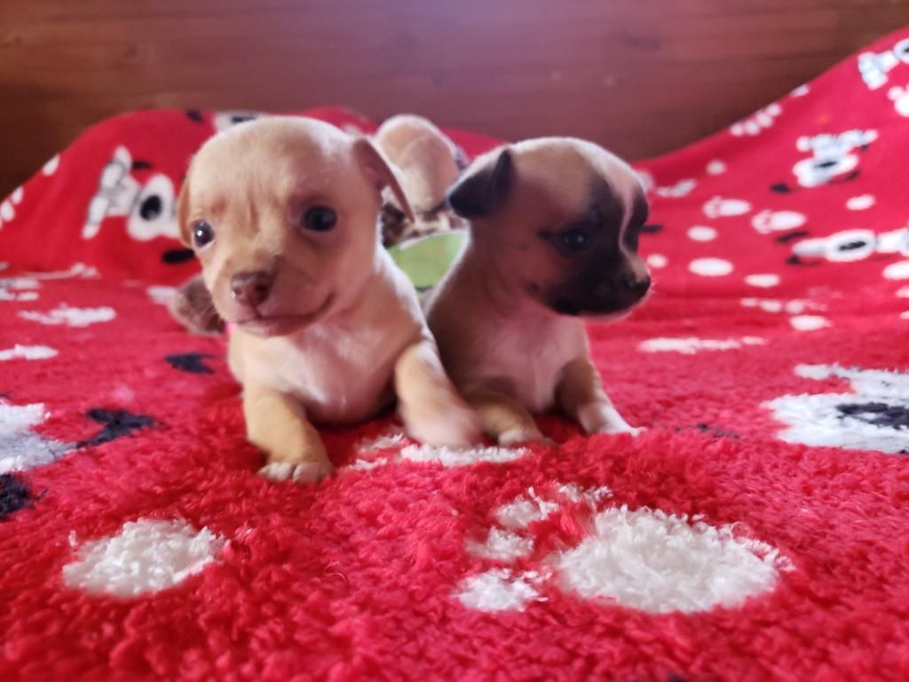 Hermosos Chihuahuas Macho Y Hembra