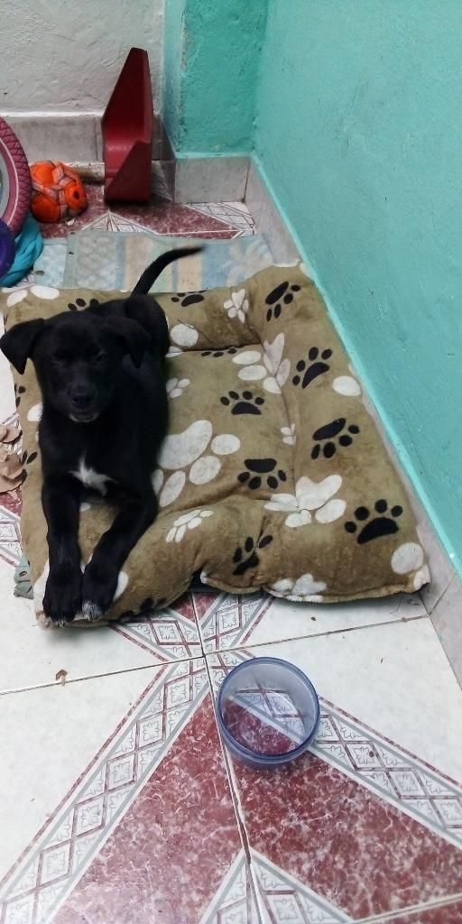 Labrador en Adopción