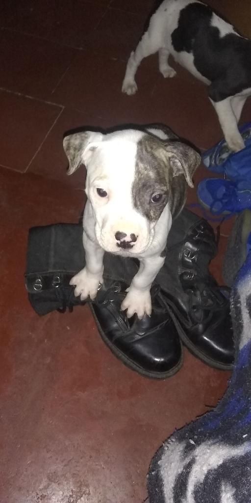 Lindo Cachorro American Pitbul Terrier