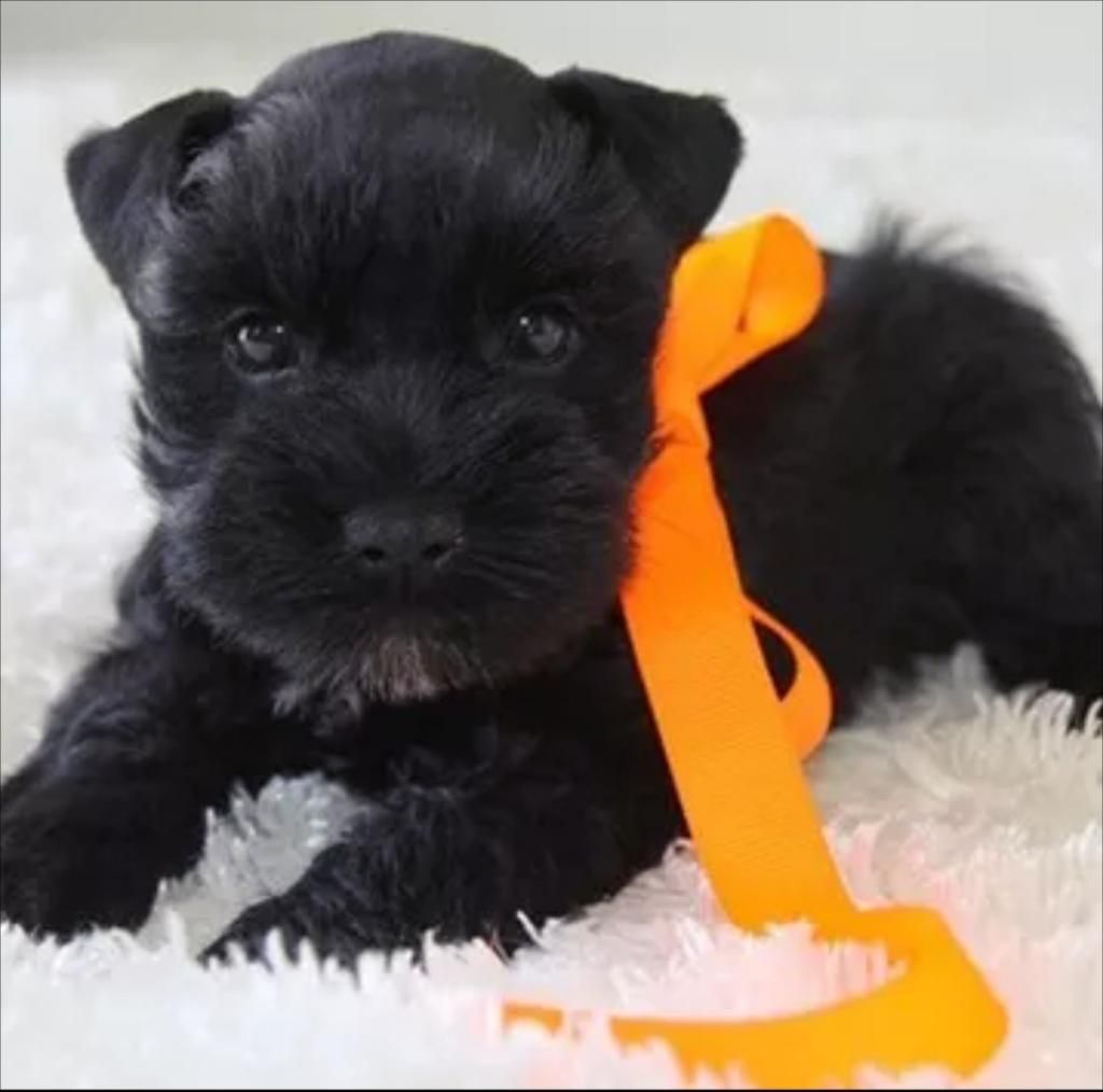 Mini Schnaucer Negro Macho