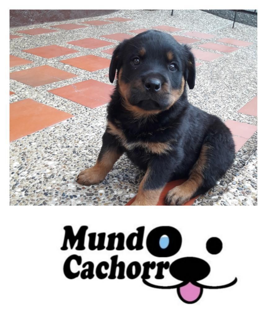 Mundo Cachorro Ofrece Lindos Rottweiler