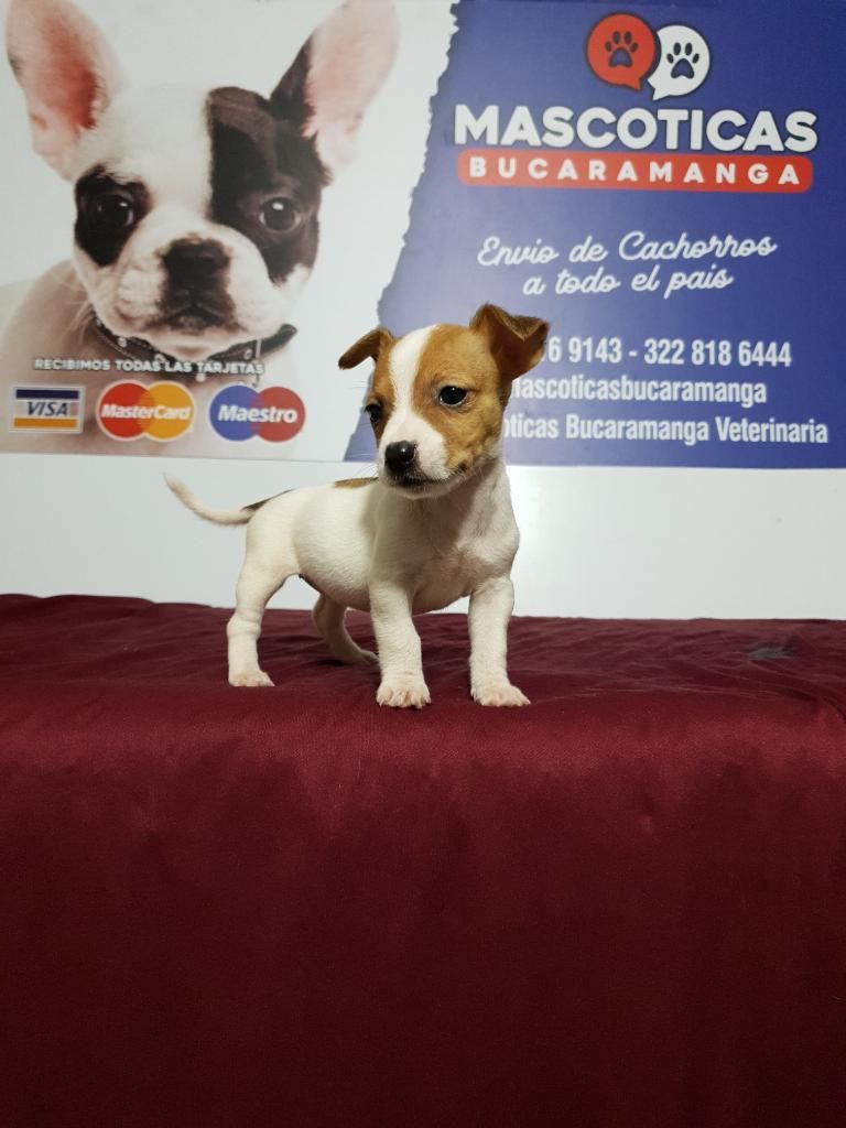 Perfectos Cachorros Jack Russell en Vent