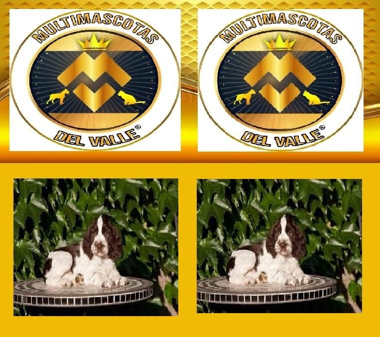 TIENDA DE MASCOTAS EN CALI OFRECE SPRINGER SPANIEL CON ENVIO